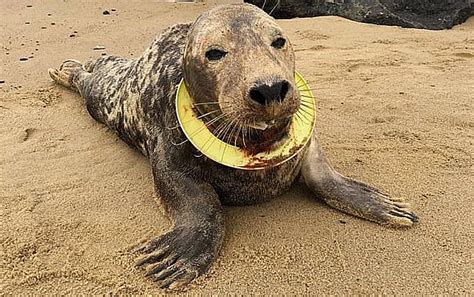 Plástico e vida marinha: mais uma vítima quase degolada - Mar Sem Fim