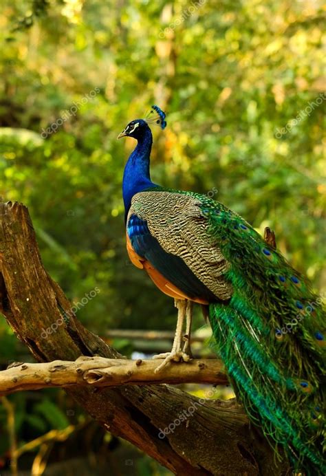 Peacock Stock Photo by ©Kantapat 19912343