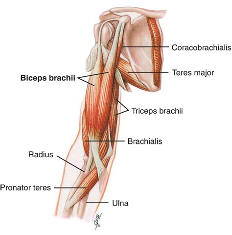 Front Lever, pseudo planche and Brachialis - Strength - GymnasticBodies