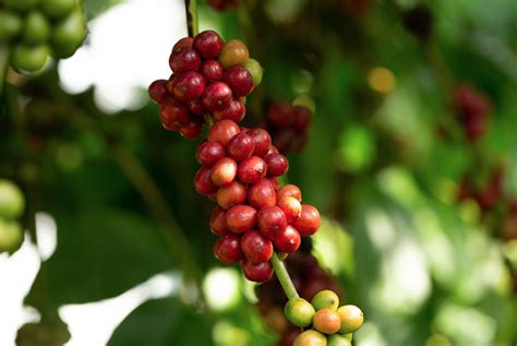 What Is Robusta Coffee? | Sprudge Coffee