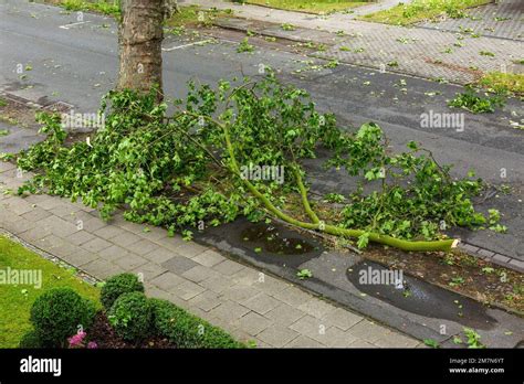 Tree damage after storm in NRW on 06/30/2022, thunderstorm with squalls ...