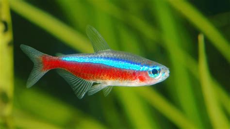 Cardinal And Neon Tetras | BeChewy