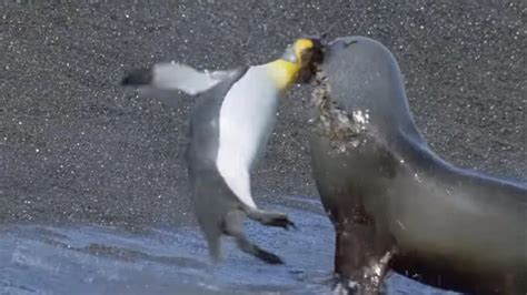 Do Seals Eat Penguins?