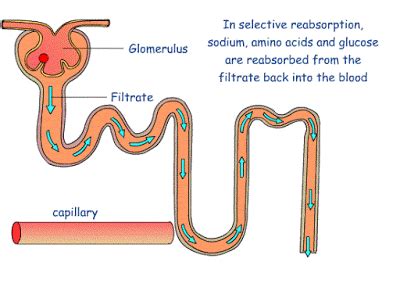 #111 Production of urine in a nephron - Ultrafiltration and reabsorption | Biology Notes for A level