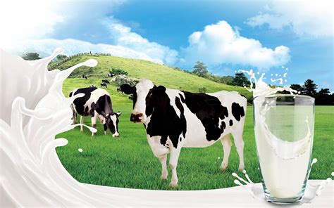 Milk – where does it come from? | DinoAnimals.com