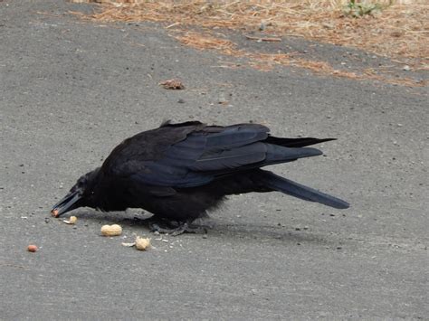 Crow Peanut Time – Crows of Arroyos