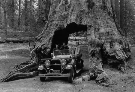 Yosemite Big Trees...the Giant Sequoia, are the largest living things ...