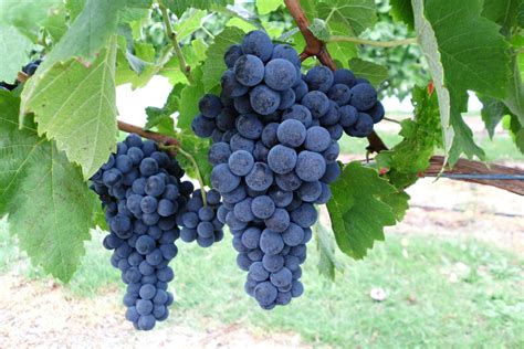 Alternative wine grape evaluation in Manjimup | Agriculture and Food