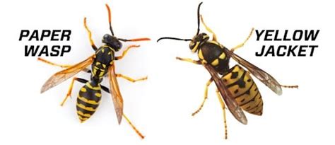 How to Get Rid of Wasps Safely: Control & Prevention Guide