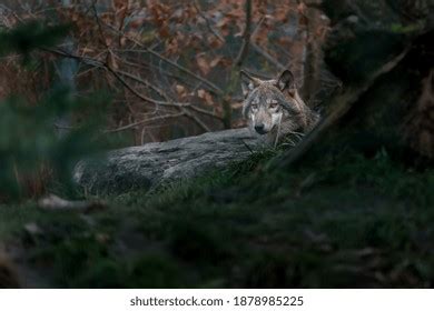 Eurasian Wolf Hiding Behind Stone Stock Photo 1878985225 | Shutterstock