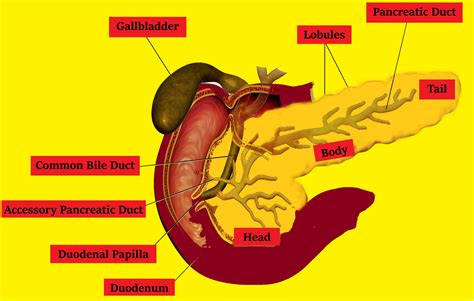 Draw A Neat Labeled Diagram Of The Pancreas With Their Class Biology ...