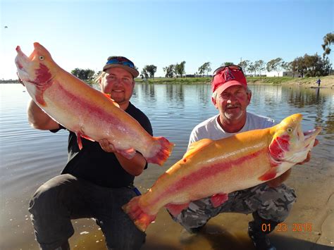 Santa Ana River Lakes Fish Report - Santa Ana, CA (Orange County)