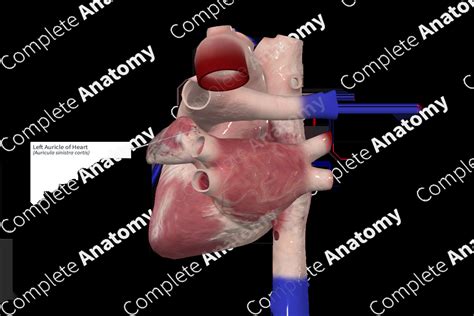 Left Auricle of Heart | Complete Anatomy