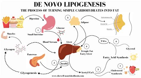 De Novo Lipogenesis- How Processed Carbs are Making us Fat and Sick — The Well-Nourished Brain