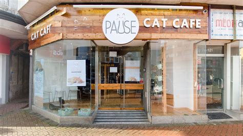 Image result for cat cafe | Cat cafe, Cats, Cafe