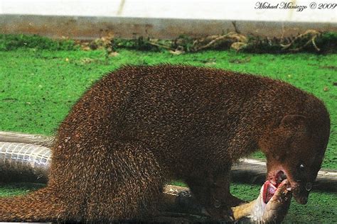 Mongoose vs cobra | Flickr - Photo Sharing!