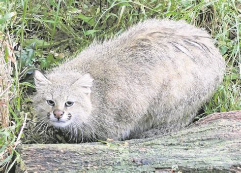 Animales del bosque en peligro de extinción: una preocupación urgente - Ecologia Cotidiana