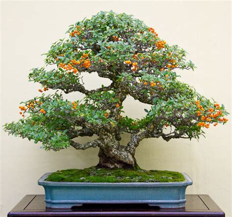 25+ Pyracantha Bonsai Care Tips - Hobby plan