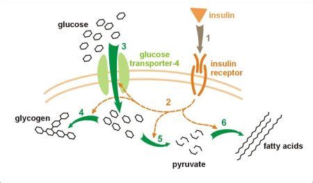 Insulin | Overview & Production - Lesson | Study.com