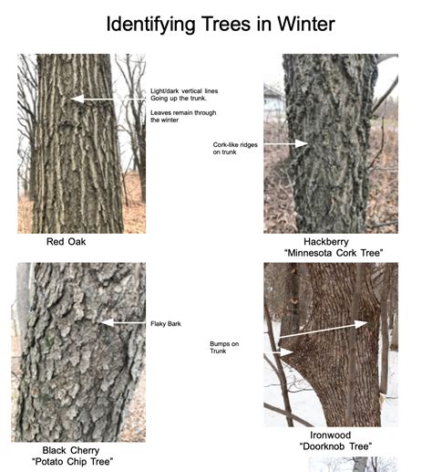 Winter Nature School, Lesson 3 – Identifying Trees by Their Bark | The Old Naturalist