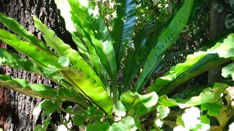 Caring For Bird's Nest Fern Indoors: 9 Easy Growth Tips