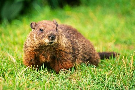 Two Rivers Tunnel from Cape Breton, Nova Scotia — GROUNDHOG DAY