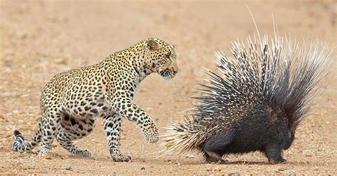 Claws vs quills: Young leopard tries its luck at hunting a porcupine ...