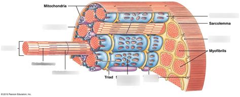 10: skeletal muscle Diagram | Quizlet