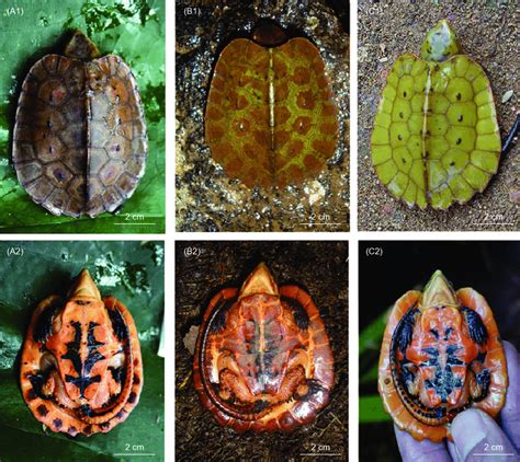 Carapaces of juvenile big-headed turtles showing the different color ...