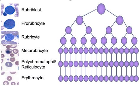 Stages of erythropoiesis | eClinpath