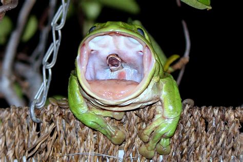 The Story Behind the Frog Swallowing the Snake Photo