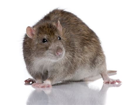 Brown Rat stock image. Image of background, mammal, brown - 9893287