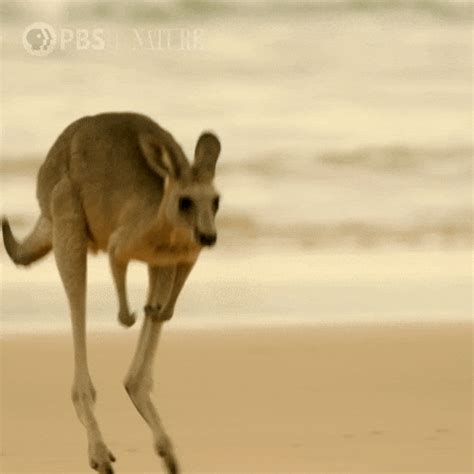 Kangaroo Gifs Get The Best Gif On Gifer - vrogue.co