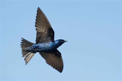 Purple Martin | Audubon Field Guide