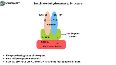 Succinate dehydrogenase - ScienceQuery