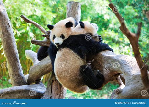 Two Pandas Playing Stock Photography - Image: 22272012