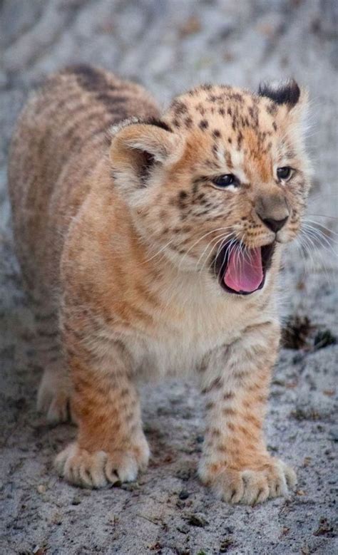 Rare liliger cubs become mane attraction at a Russian zoo - the result of breeding lions and ...