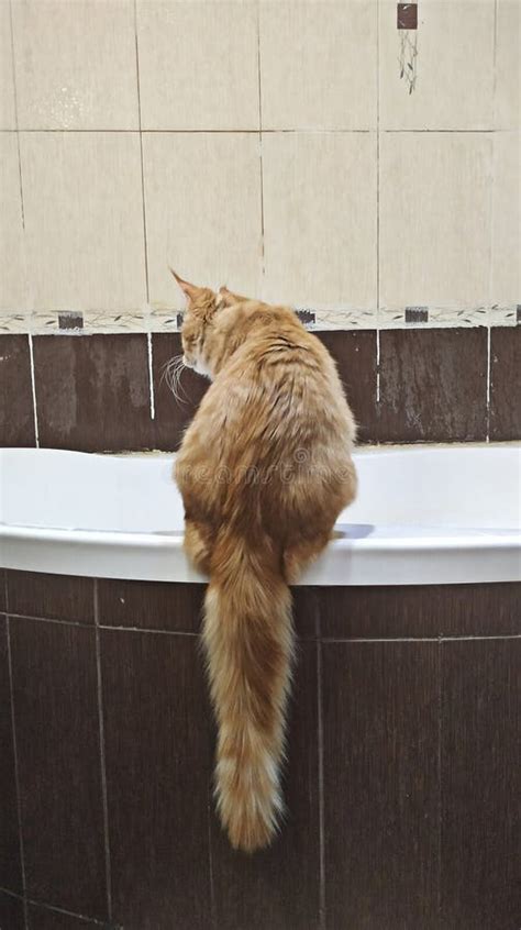 Cute Ginger Maine Coon Kitten with Fluffy Tail Stock Photo - Image of fluffy, mainecoon: 181557644