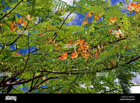 Flamboyant Tree Stock Photo: 21087066 - Alamy