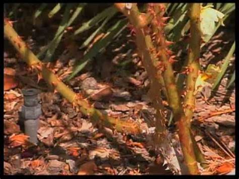 How to Trim Rose Bushes - YouTube