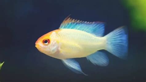 Guide to the Gold Ram Cichlid - Diet, Behavior and Tank Setup!