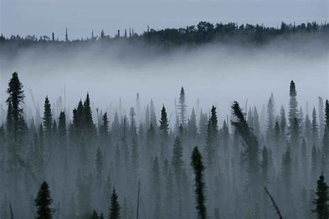 Free picture: mist, rises, black, spruce, forest