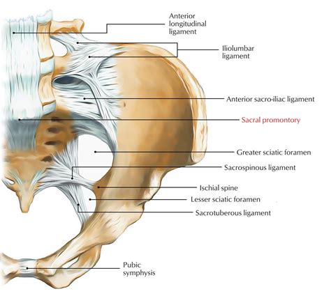 Sacrum Anatomy Pictures - koibana.info