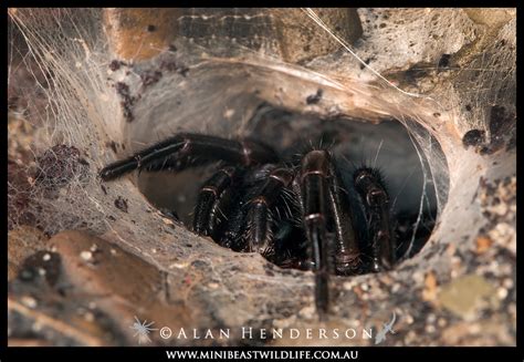 Funnel-web spiders - Minibeast Wildlife