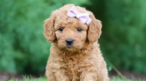 Best Goldendoodle Puppies for Sale — Family-raised Pups