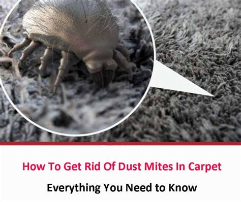 How To Get Rid Of Dust Mites In Carpet Naturally - All About Dust Mites