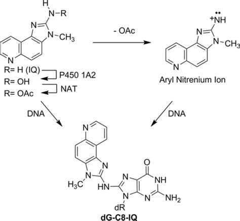 Metabolic activation and the major DNA adduct formation by IQ. | Download Scientific Diagram