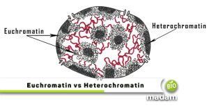 Difference between Euchromatin and Heterochromatin - biomadam