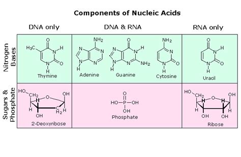 Nucleic Acids - Chemistry LibreTexts