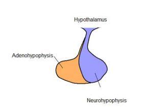 Neurohypophysis | Biology EduCare